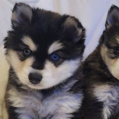 Alaskan Klee Kai from Klee Kia puppies
