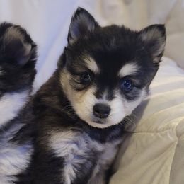 Alaskan Klee Kai from Klee Kia puppies