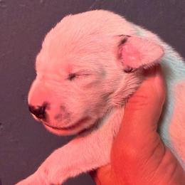 Show potential - White and black male Dalmatian puppy in Newfoundland, Pennsylvania from Poconopaws