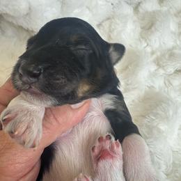 Blue male bern - Tri-color male Bernedoodle puppy in Mc Henry, Maryland from TLC by the Lake Standard Poodle and Doodles