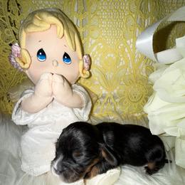 Journey - Black and tan female Cavalier King Charles Spaniel puppy in Broken Arrow, Oklahoma from Cavalier King Charles Heartland