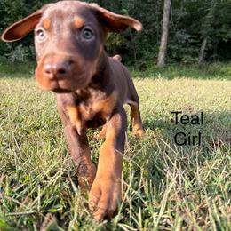 Teal Girl - Red and rust female Doberman Pinscher puppy in Knox, Indiana from Double River Dobermans