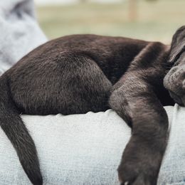 English Springer Spaniels and Labrador Retrievers from Farm Fresh Labradors & English Springers