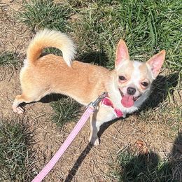 Lulu - Chihuahua