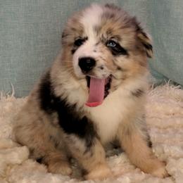 Australian Shepherd Puppies from Winsome Aussies