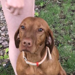 Loren - Vizsla