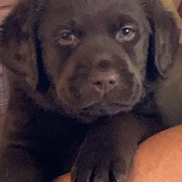 Labrador Retrievers from Maplewood Acres Labradors