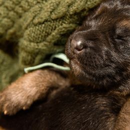 German Shepherd Puppies from Platz German Shepherds