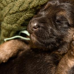 German Shepherd Puppies from Platz German Shepherds