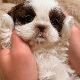 Oreo - Liver female Shih Tzu puppy in Gig Harbor, Washington from Shih Tzu snuggles