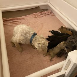 Schnoodle Puppies from Noodle Tings Puppies