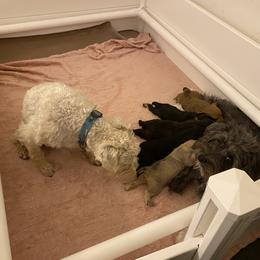 Schnoodle Puppies from Noodle Tings Puppies