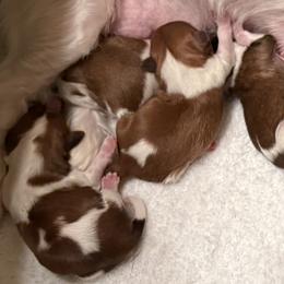 Girl 1 - Gold and white female Shih Tzu puppy in Frisco, Texas from My Royal Shih Tzu⚜️