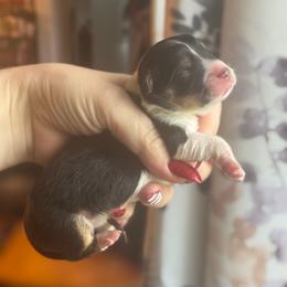 Queenie - Black and tan female Pembroke Welsh Corgi puppy in East Oakdale, California from Rhettro Kennels