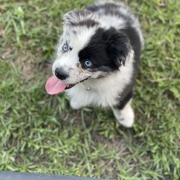 Miniature Australian Shepherd Puppies from Triple Branch Aussies