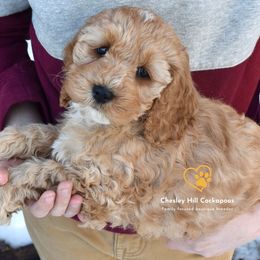 Cockapoo Puppies from Chesley Hill Cockapoos