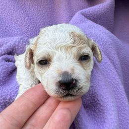 Candy - Parti female Maltipoo puppy in Alexander, Arkansas from Durham's Designer Poos