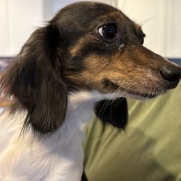 Mable - Dachshund