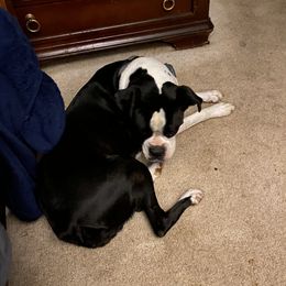 sadie - Boxer