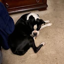 sadie - Boxer