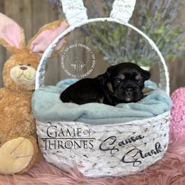Game of Thrones, Sansa Stark fluffy) - Black and tan female French Bulldog puppy in Salem, Oregon from Toy House Frenchies