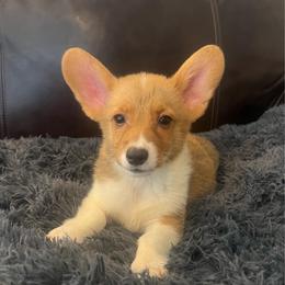 WM M3 - Red male Pembroke Welsh Corgi puppy in Stockton, Iowa from Infinity Corgis