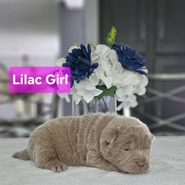 Lilac Girl - Lilac dilute female Chinese Shar-Pei puppy in Blossvale, New York from CNY Shar Peis