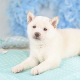 Runa Cream Girl - Cream female Shiba Inu puppy in Neosho, Missouri from Sunny Terrace Shibas
