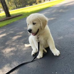 Golden Retriever Puppies from Smokey Mountain English Goldens
