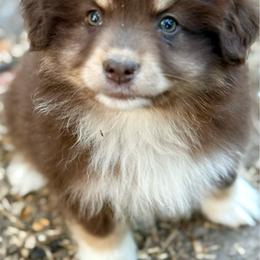 Rose - Red tri female Miniature Australian Shepherd puppy in Patterson, North Carolina from DreamLine Aussies
