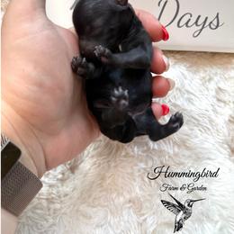 Yorkshire Terrier Puppies from Hummingbird Farm & Gardens