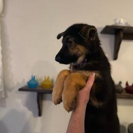 Phrya - Black and tan female German Shepherd puppy in Florida from Best Shepherds