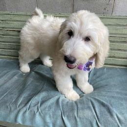 Goldendoodle Puppies from gwen odonell
