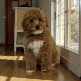 Duke - Brown and white male Bernedoodle puppy in Gainesville, Florida from Alyssa Xxweetdoodles
