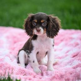 Muffin - Chocolate female Cavalier King Charles Spaniel puppy in Sugarcreek, Ohio from Chocolate Cavalier