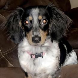 Dolly - Dachshund