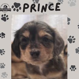 Prince - Dapple male Dachshund puppy in Lake Wales, Florida from Kirchberg Mini Farm