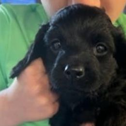 Girl 1 - Black Cockapoo puppy in Sun City, Arizona from Rachel's Sunny Side Cockapoos
