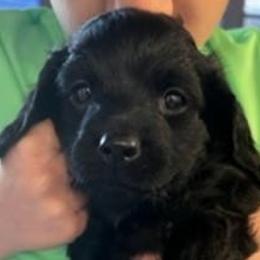 Girl 1 - Black Cockapoo puppy in Sun City, Arizona from Rachel's Sunny Side Cockapoos