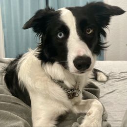 American Corgi, Border Collie, and Pembroke Welsh Corgi Puppies from Cowtown Corgis & Border Collies