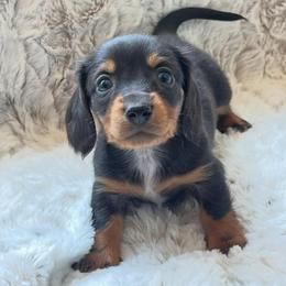 Mrs Potts - Black and tan female Dachshund puppy in Casper, Wyoming from Daisy's Doxies