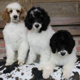 Assorted Doodle Crosses, Bernedoodles, Goldendoodles, and Poodles from Paramount Family Doodles