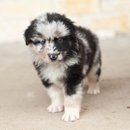 Murky - Blue merle male Australian Shepherd puppy in Campbell, Texas from RD Ranch