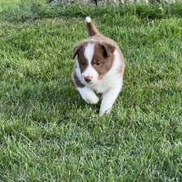 Border Collie Puppies from Pineview Farm