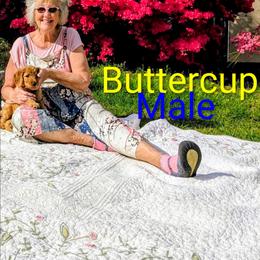 Buttercup - Red  male Goldendoodle puppy in Weaverville, North Carolina from Beloved Goldendoodles, LLC.