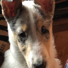 Collie Puppies from Aredhel Collies