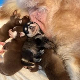 Smoki - Black and white female Pomsky puppy in Valparaiso, Indiana from Valparaiso Pomskys