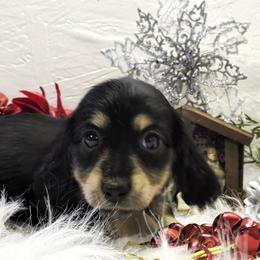 Girl 2 - Black and cream female Dachshund puppy in Mt. Sterling, Illinois from Doxie Do's