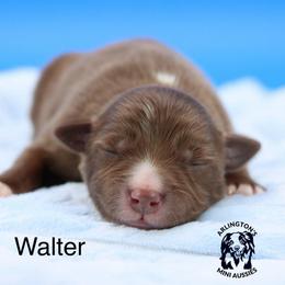 Walter - Red tri male Miniature Australian Shepherd puppy in Weeki Wachee, Florida from Arlington's Mini Aussies