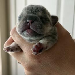 French Bulldog puppies from Bully Mates